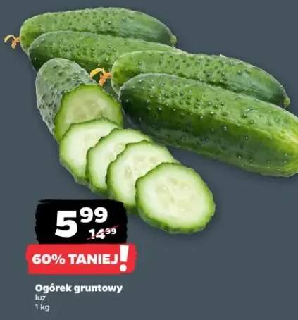 ogórek gruntowy