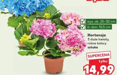 hortensja