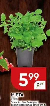 mięta