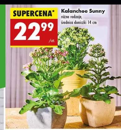 kalanchoe