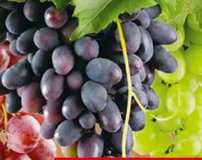winogrona ciemne