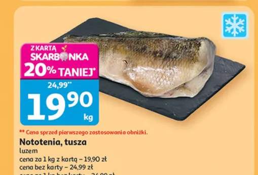 nototenia tusza