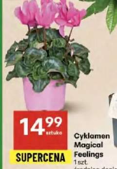 cyklamen