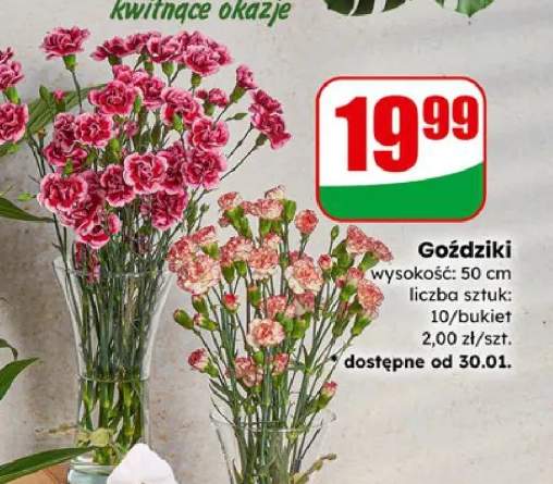 goździki bukiet