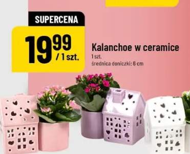 Kalanchoe w ceramice