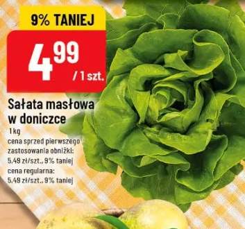 Sałata masłowa w doniczce