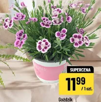 Goździk Pink Kisses