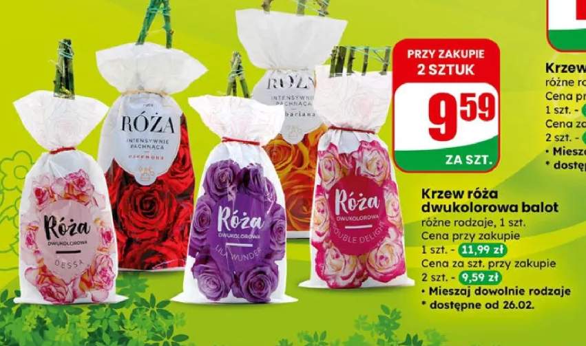 krzew róż