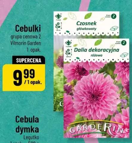 Cebulki grupa cenowa 2 Czosnek główkowaty, Dalia dekoracyjna różowa