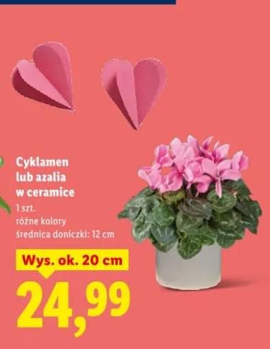 cyklamen