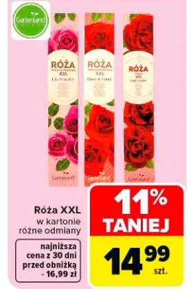 róża pienna sadzonka