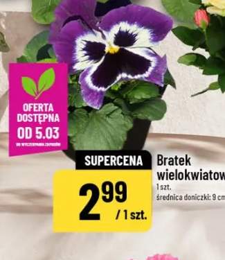 Bratek wielokwiatowy