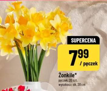 Żonkile pęczek 20 szt.