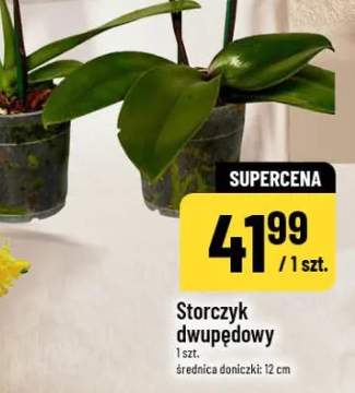 Storczyk dwupędowy