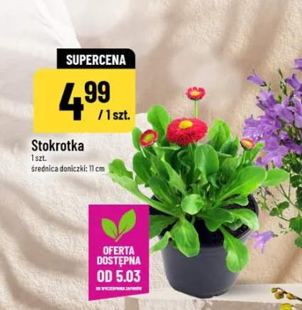 Stokrotka