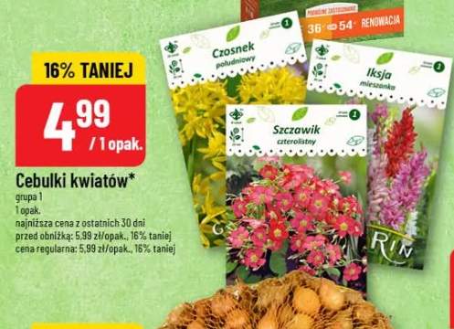 Cebulki kwiatów grupa 1
