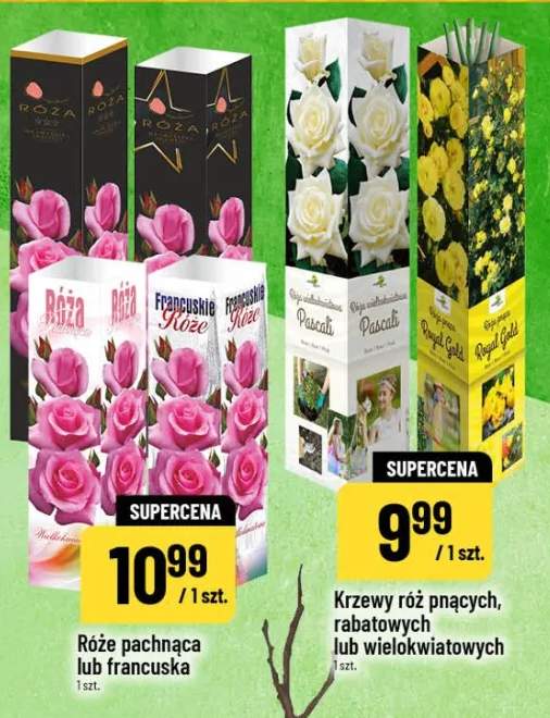 Krzew róż pnących, rabatowych lub wielokwiatowych