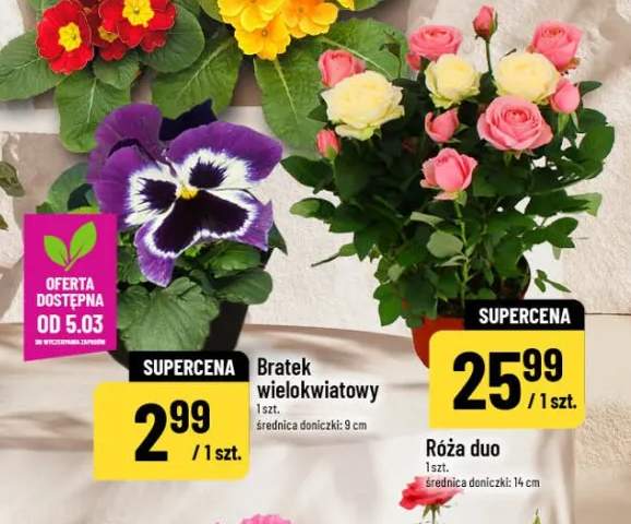 Bratek wielokwiatowy