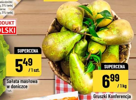 Sałata masłowa w doniczce