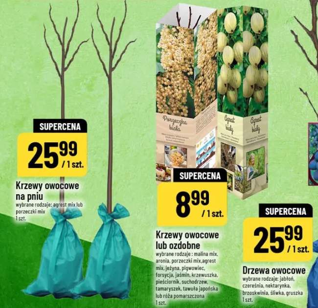 Krzewy owocowe na pniu wybrane rodzaje gruszi mix lub perszczseli mix