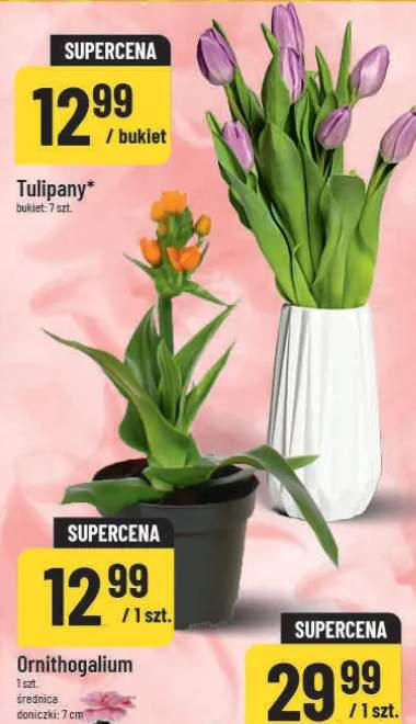 Tulipany