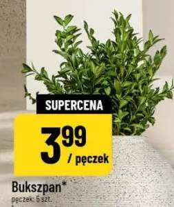 Bukszpan pęczek: 5 szt.