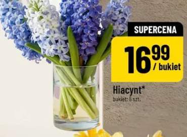 Hiacynt bukiet: 5 szt.