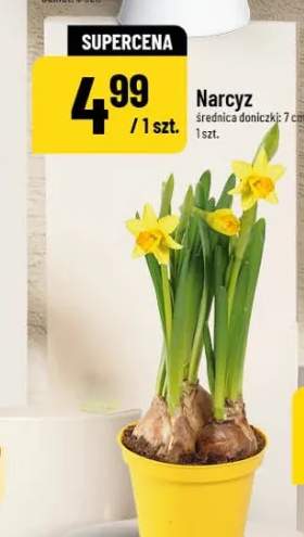 Narcyz średnica doniczki: 7 cm
