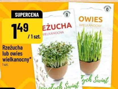 Rzeżucha lub owies wielkanocny