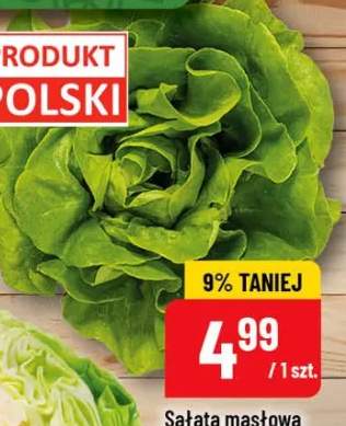 Sałata masłowa w doniczce