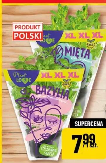 Bazylia, mięta, pietruszka lub mix ziół w doniczce