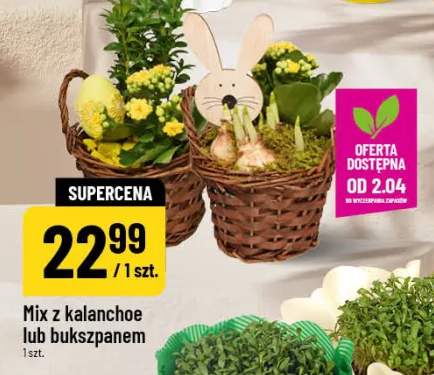 Mix z kalanchoe lub bukszpanem