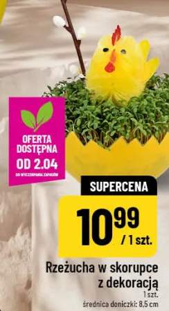 Rzeżucha w skorupce z dekoracją