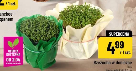 Rzeżucha w doniczce