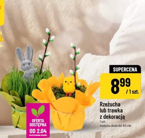 Rzeżucha lub trawka z dekoracją