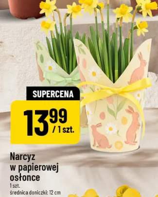 Narcyz w papierowej osłonce