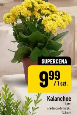 Kalanchoe