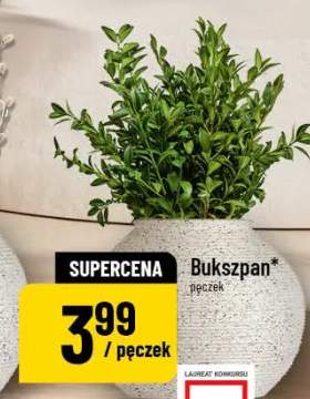 Bukszpan