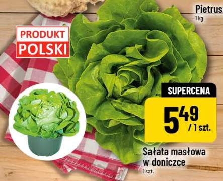 Sałata masłowa w doniczce