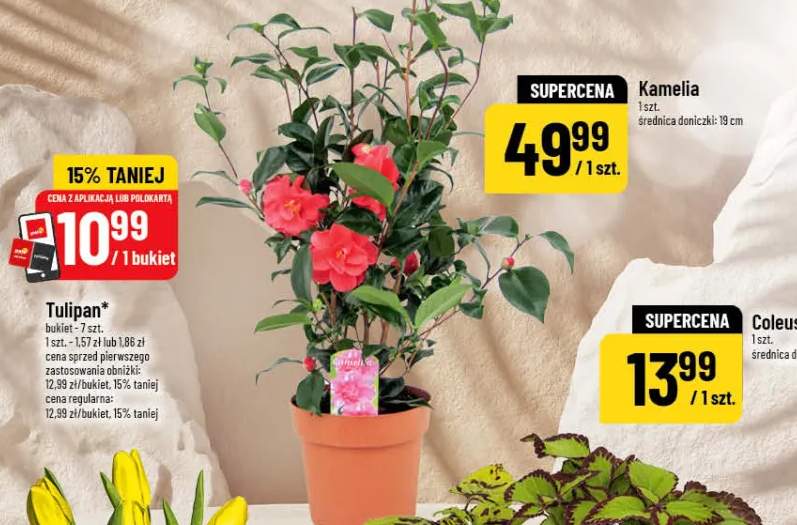 Kamelia 1 szt. średnica doniczki: 19 cm