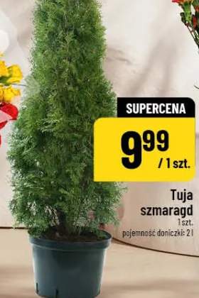 Tuja szmaragd