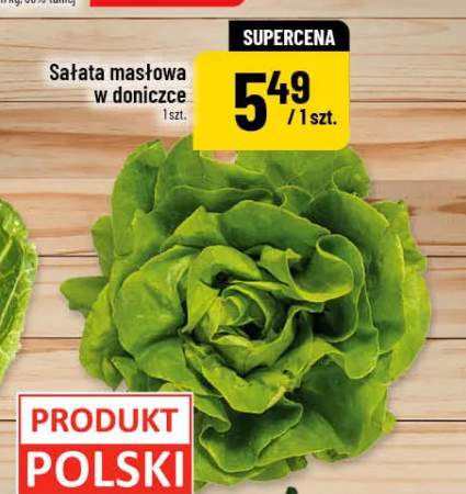 Sałata masłowa w doniczce