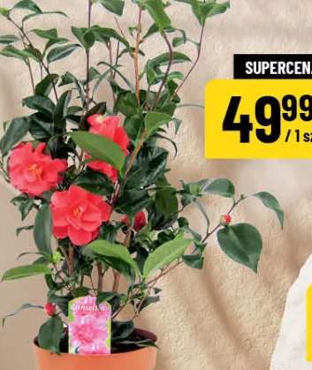 Kamelia 1 szt. średnica doniczki: 19 cm