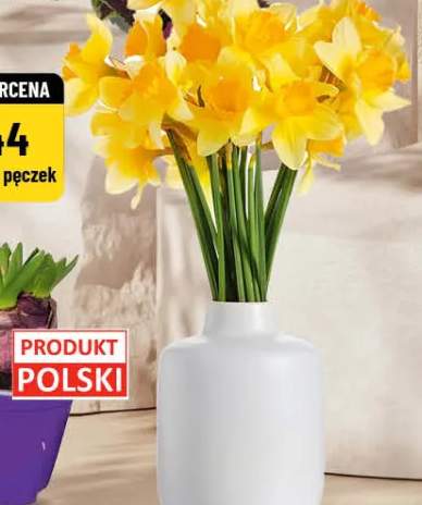 Żonkile pęczek: 10 szt.