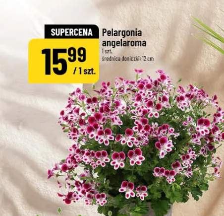 Pelargonia angeiaroma
