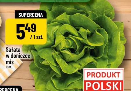 Sałata w doniczce mix