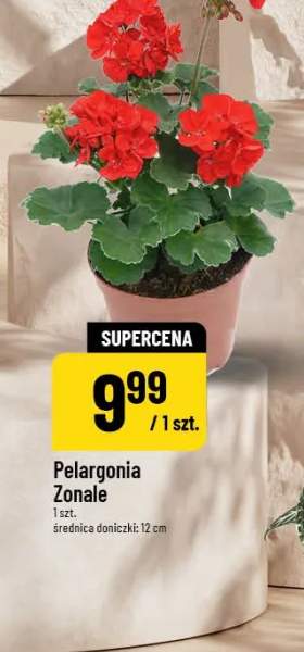Pelargonia zonale