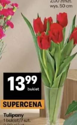 tulipany