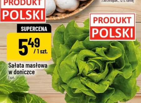 Sałata masłowa w doniczce