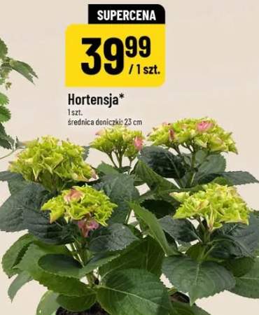 Hortensja